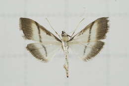 Image of Bradina diagonalis Guenée 1854