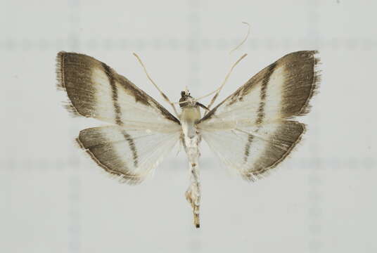 Image of Bradina diagonalis Guenée 1854