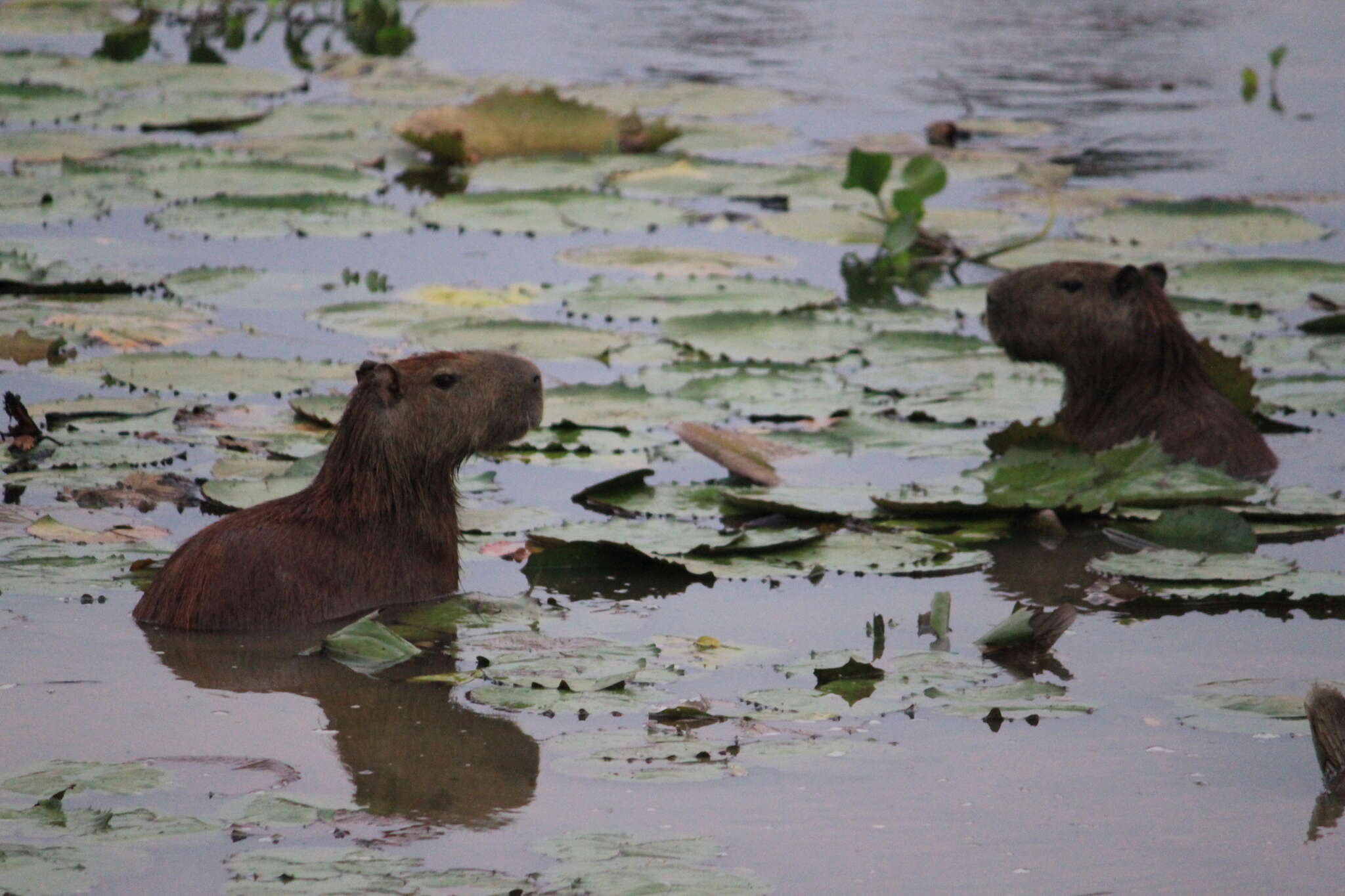 Image of Lesser Capybara