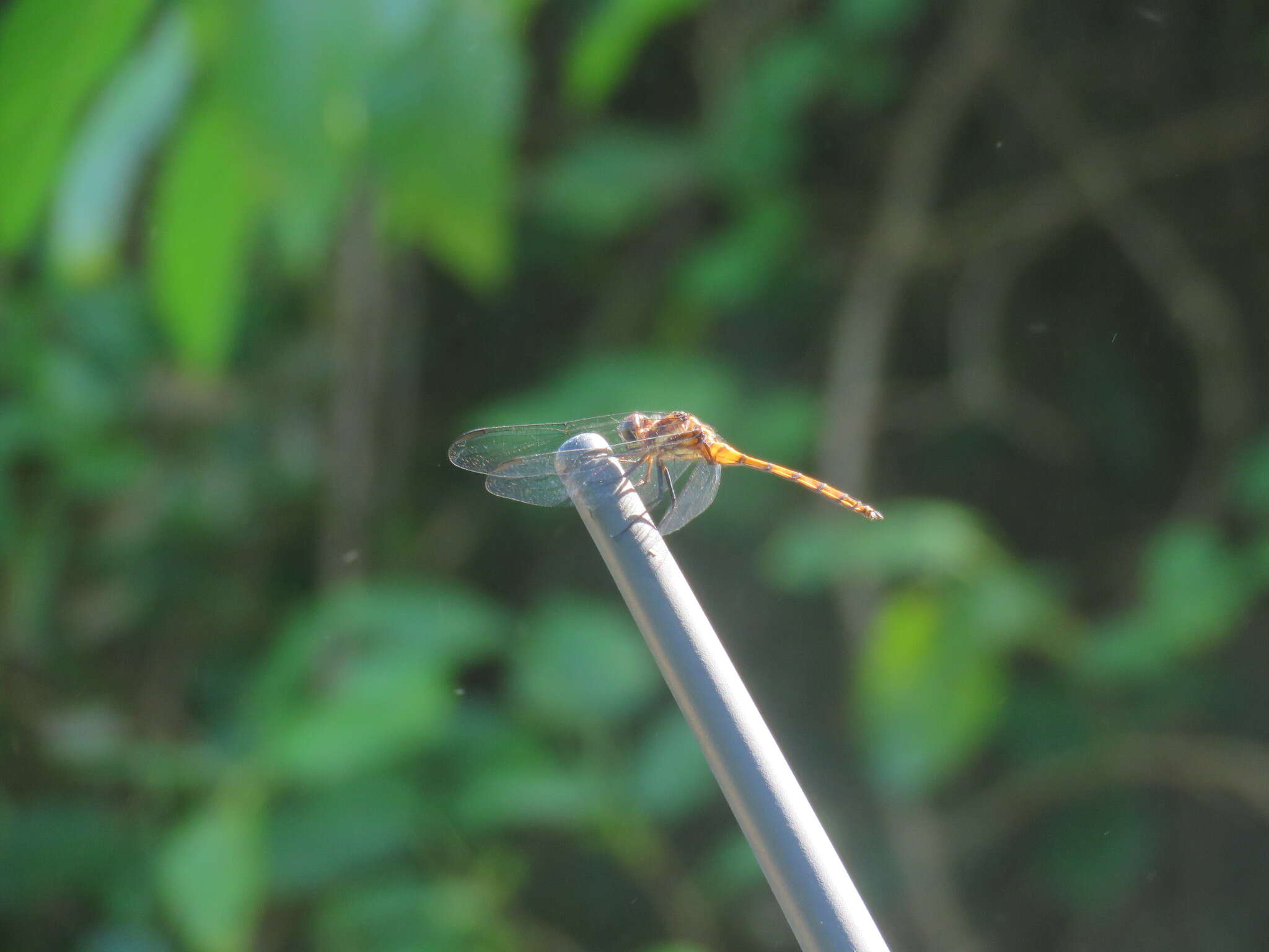 Image of Orthemis ambinigra Calvert 1909