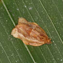 Image de Argyrotaenia cupreographa