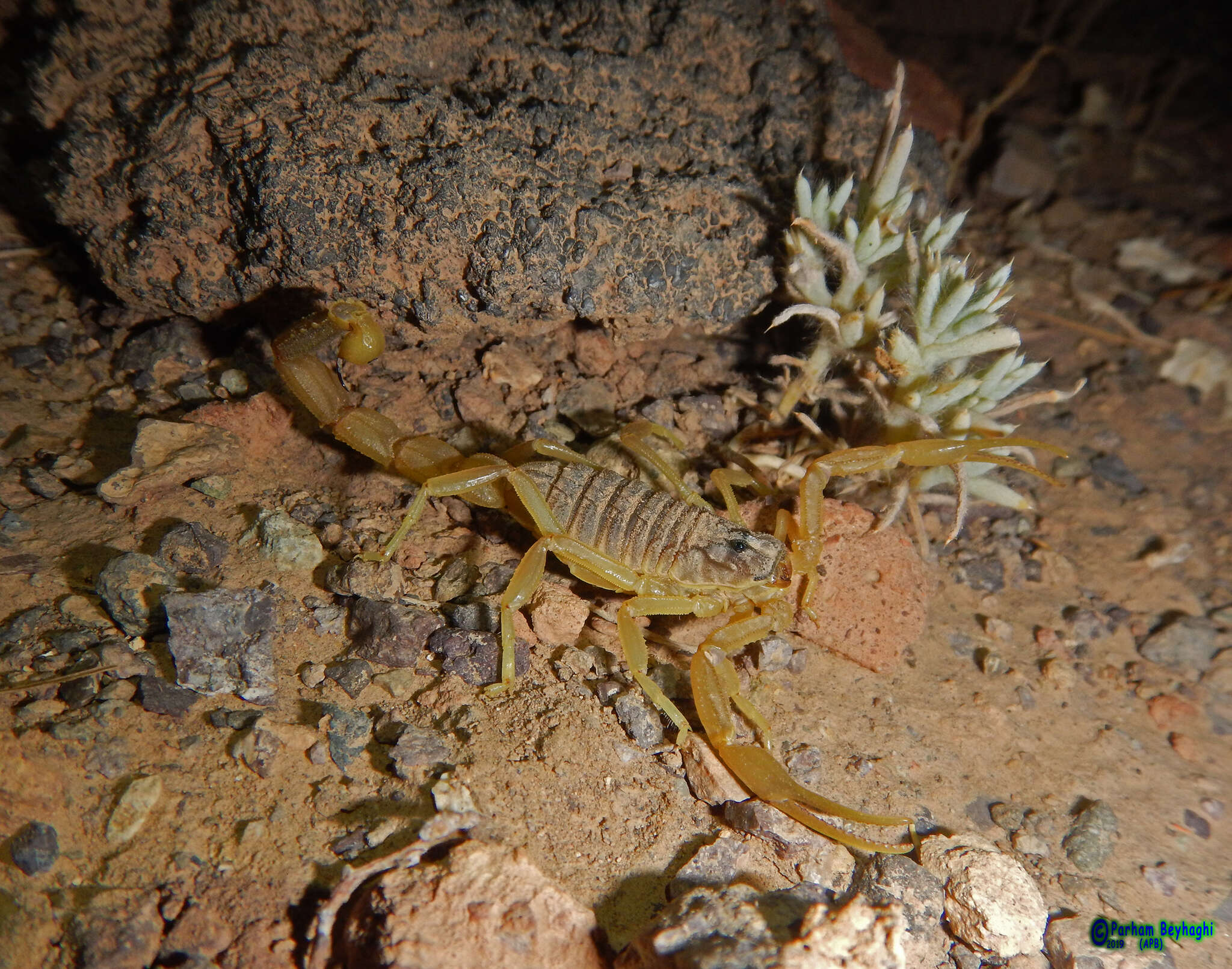 Imagem de Odontobuthus doriae (Thorell 1876)