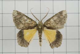 Image de Dindica polyphaenaria Guenée 1857