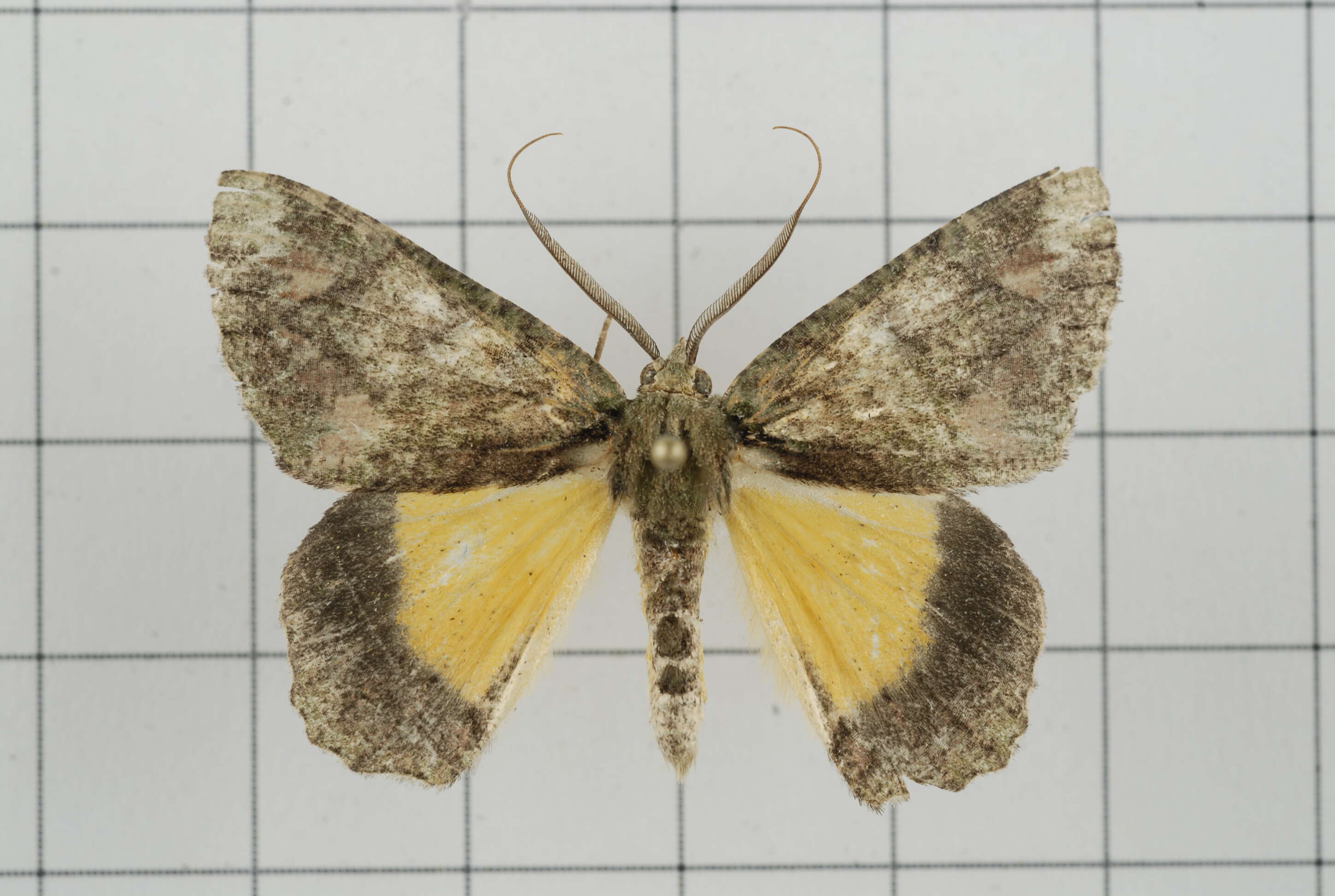 Image de Dindica polyphaenaria Guenée 1857