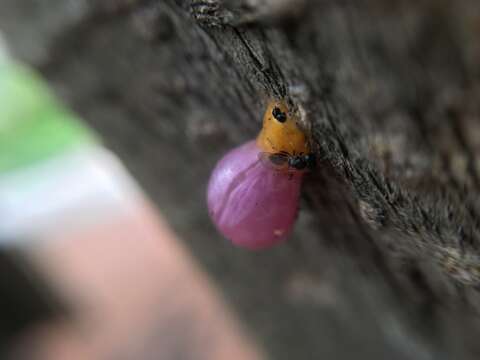 صورة Mimocalla (Mimocalla) giganteus (Schiner 1868)