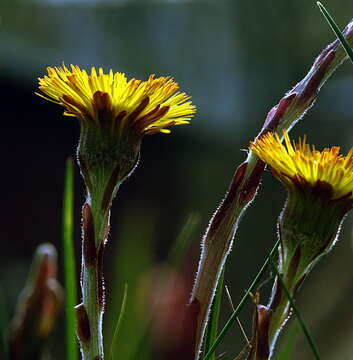 Image of coltsfoot