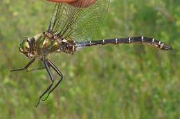 Image of Ringed Emerald