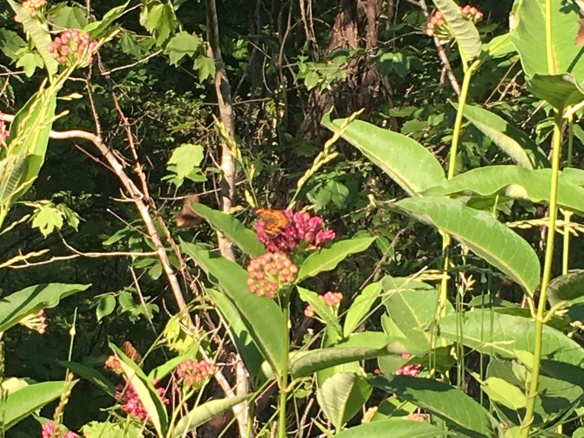 Image of purple milkweed