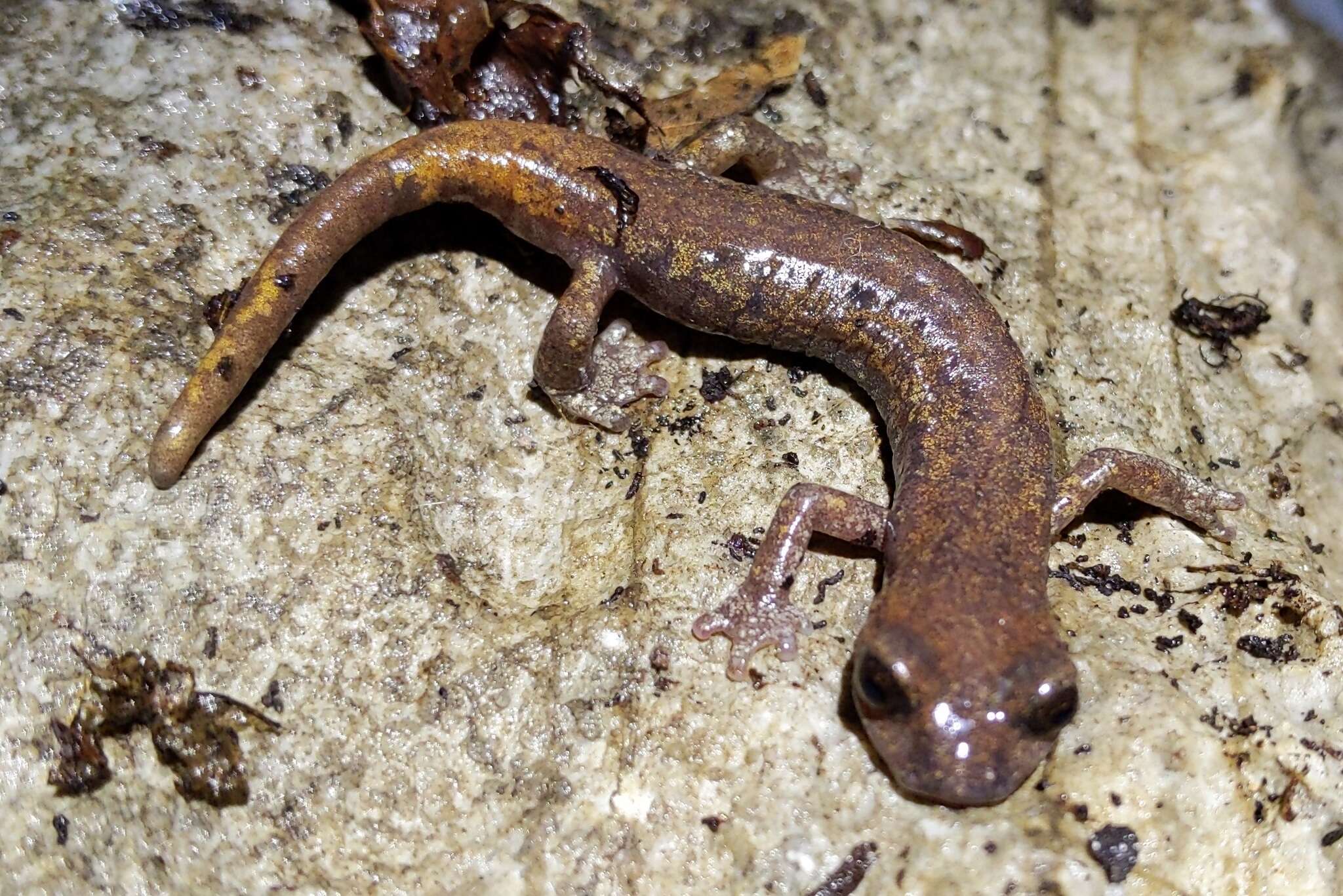 Image of Samwel Shasta Salamander