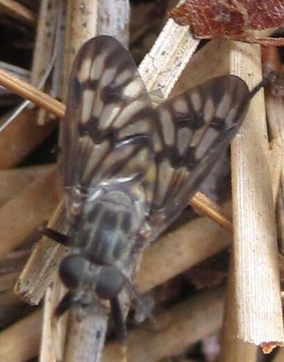 Image of Common Snipe Fly