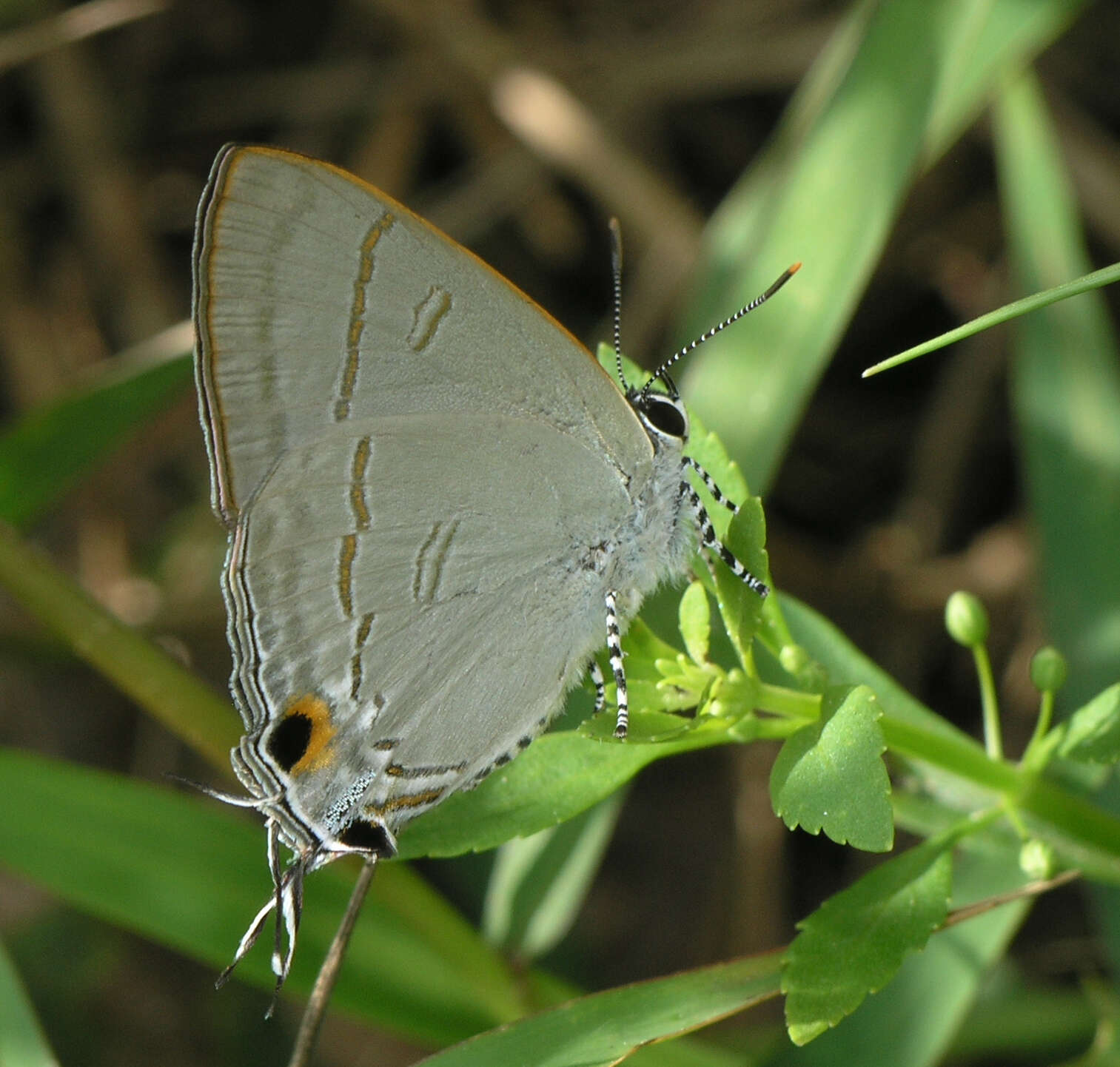 Слика од Hypolycaena erylus himavantus Fruhstorfer 1912