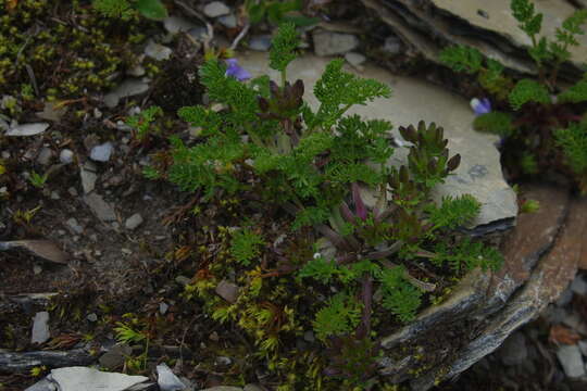 Image of Chaerophyllum taiwanianum (Masam.) K. F. Chung