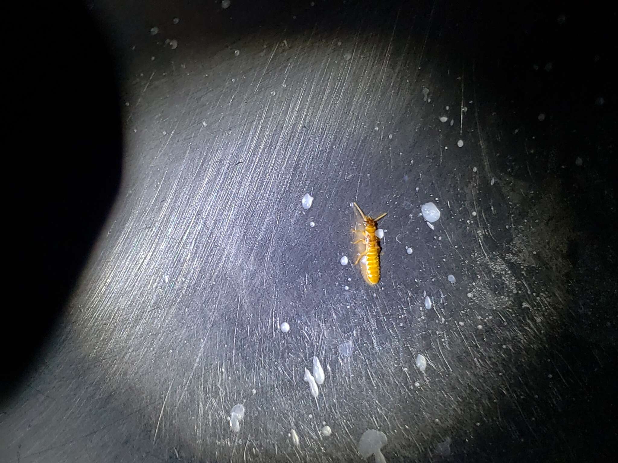 Image of Formosan subterranean termite