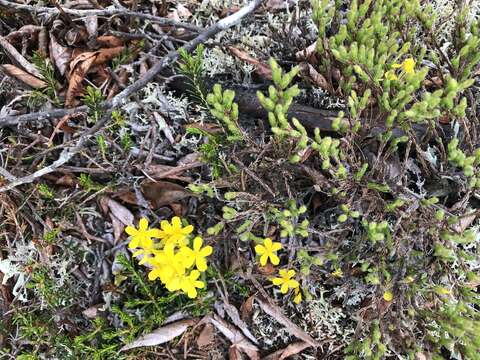 Imagem de Hudsonia ericoides L.