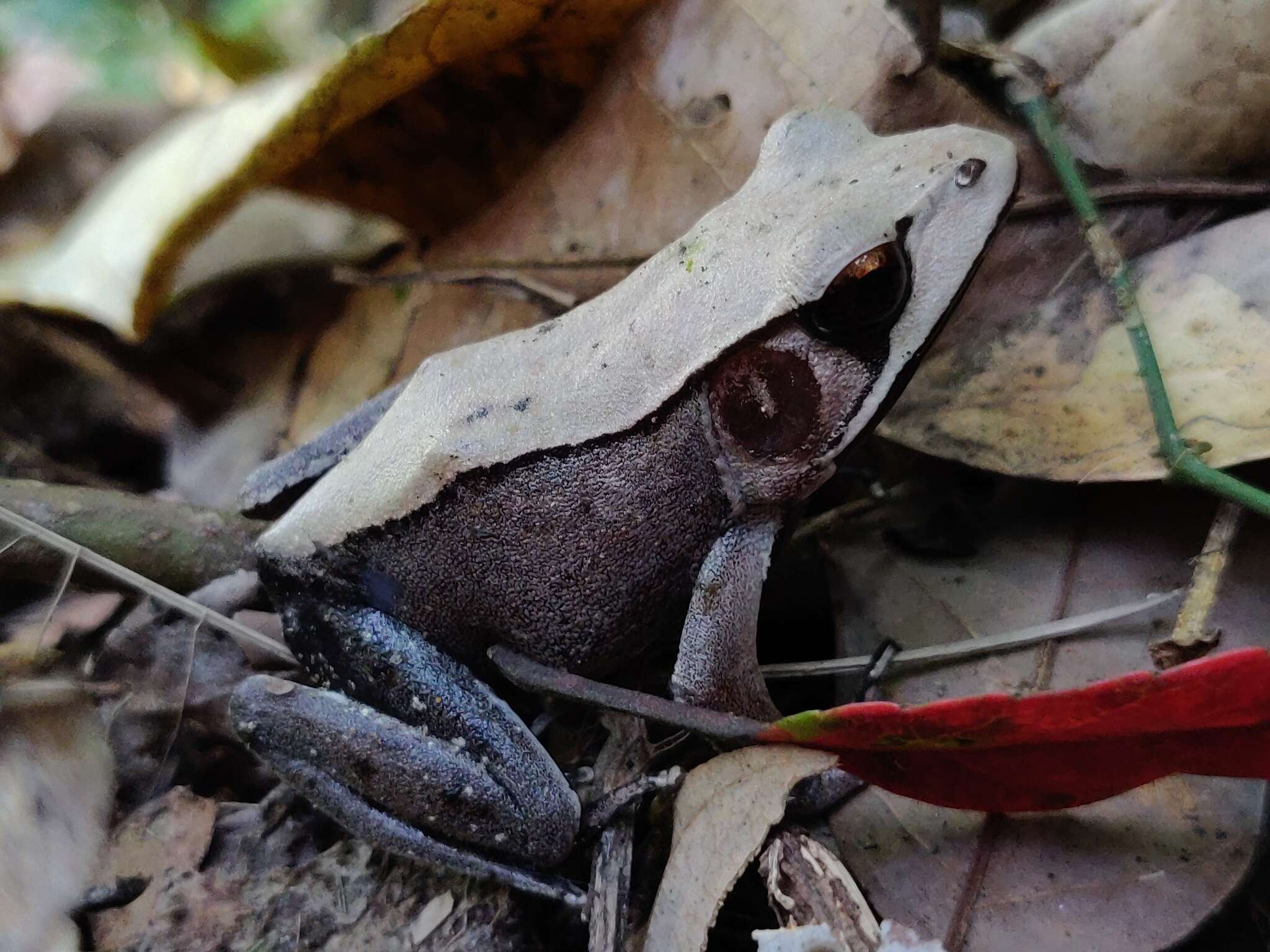 Image of Bicolored frog