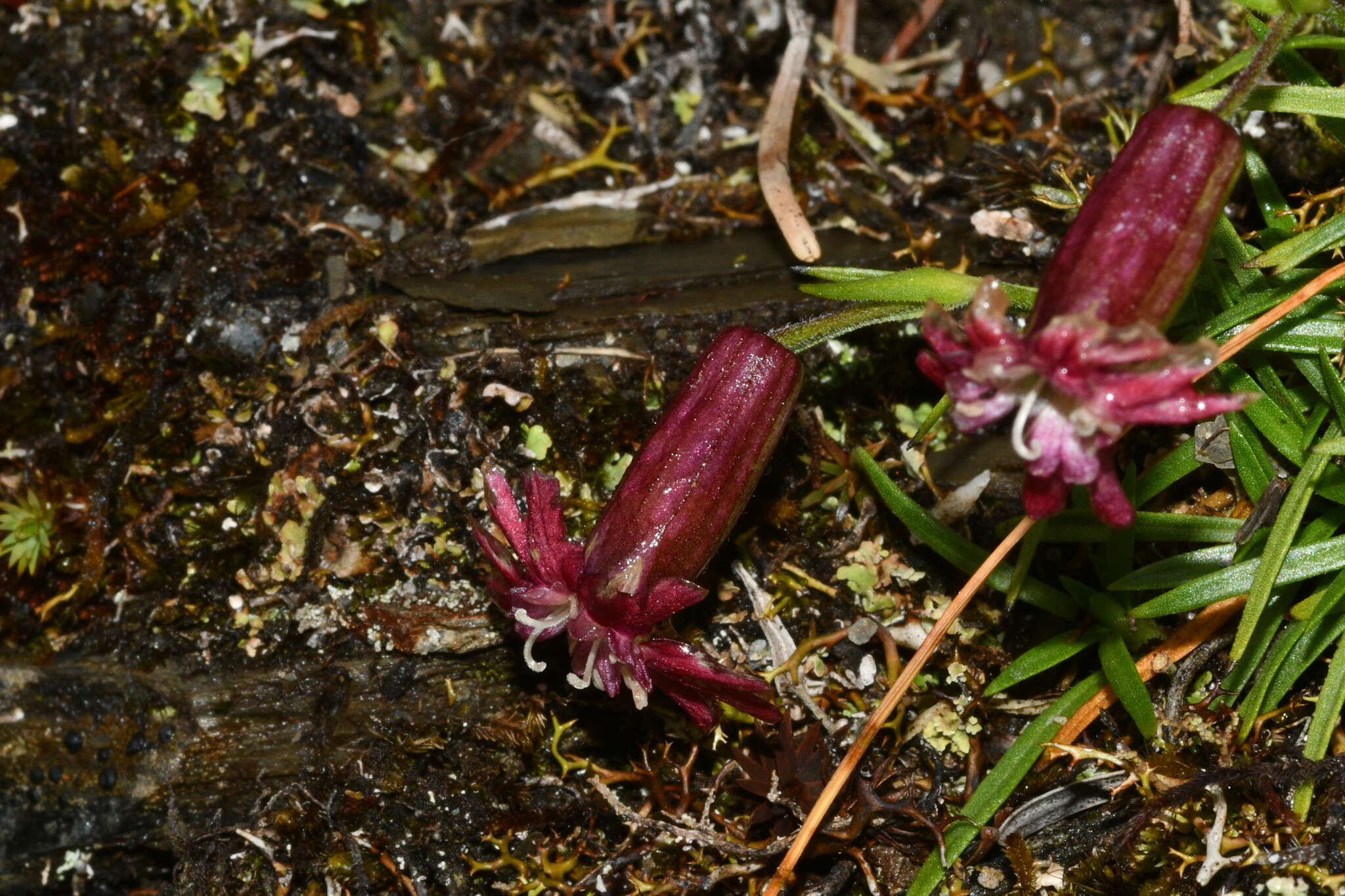 Image of Silene morrisonmontana var. morrisonmontana