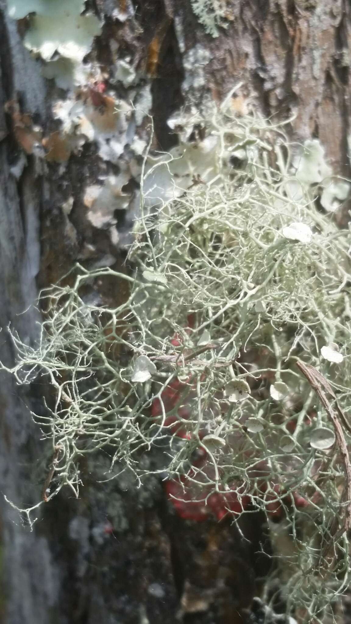 Image of cartilage lichen