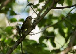 Image of Rufous-winged Fulvetta