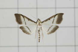 Image of Bradina diagonalis Guenée 1854