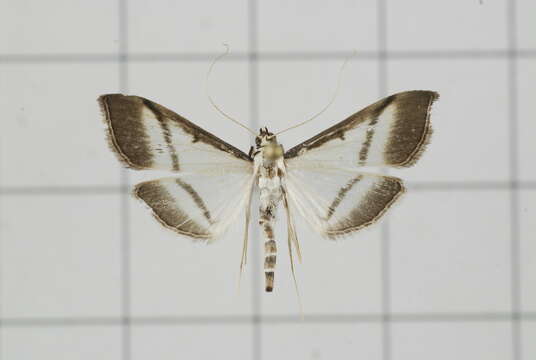 Image of Bradina diagonalis Guenée 1854