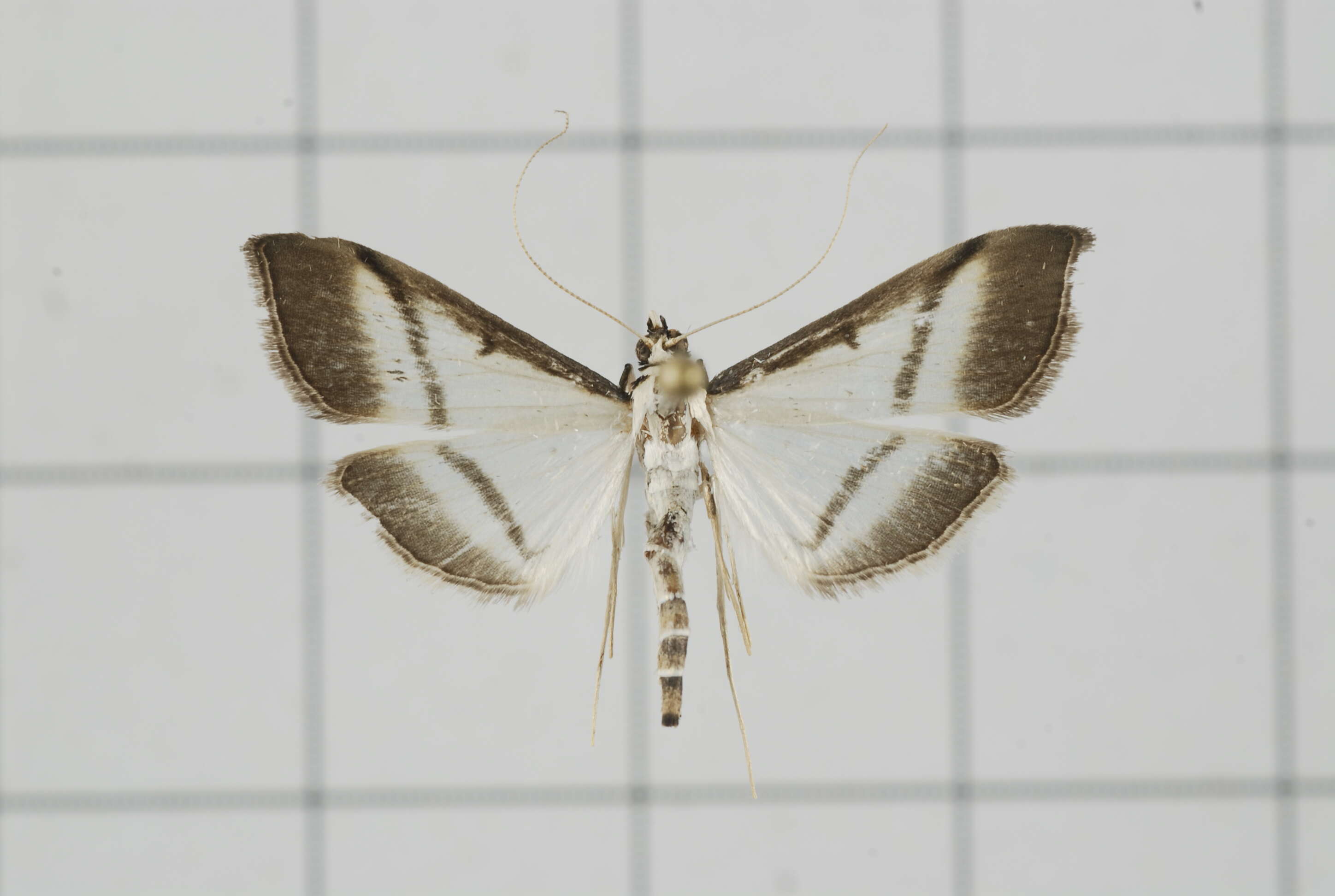 Image of Bradina diagonalis Guenée 1854