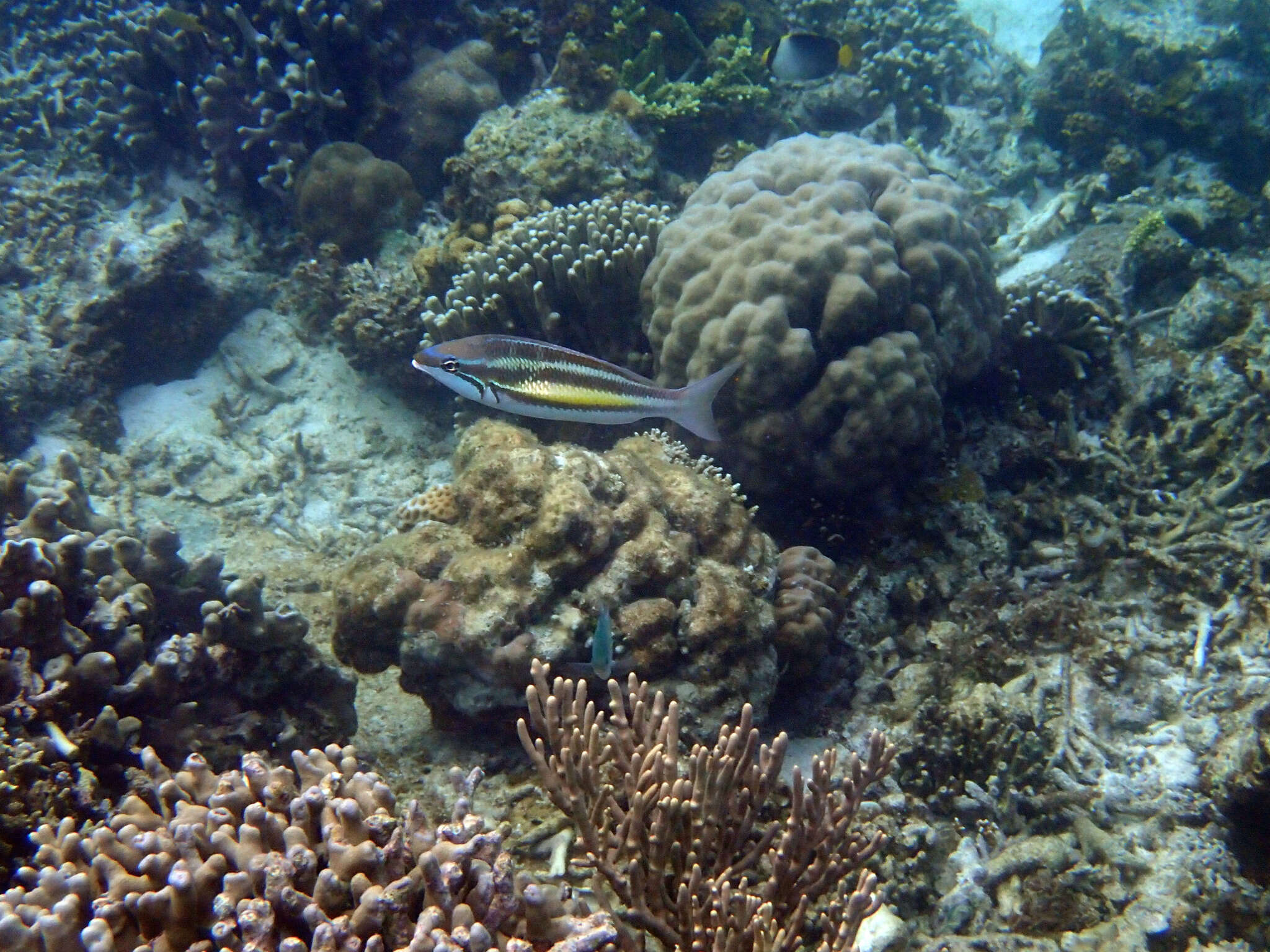 Image of Three-striped whiptail