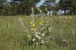 Image of Verbascum undulatum Lam.