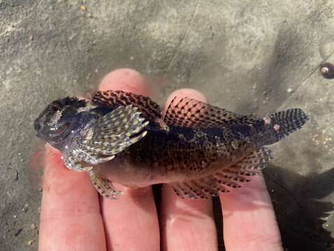 Image of Bald sculpin