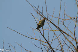 Image of South African Brown Parrot