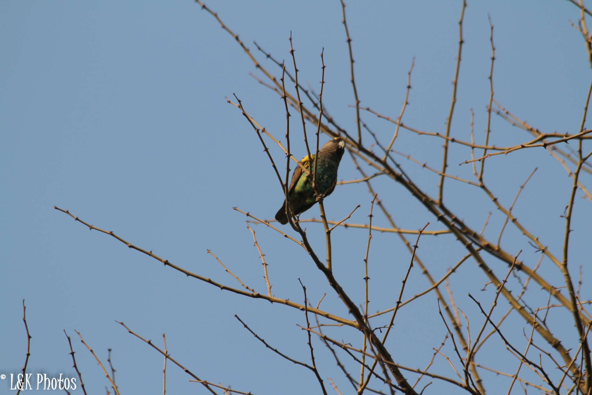 Image of South African Brown Parrot