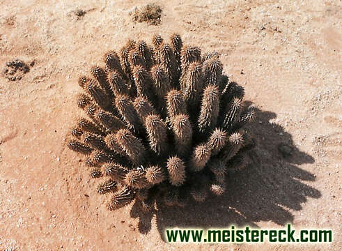 Image of Hoodia