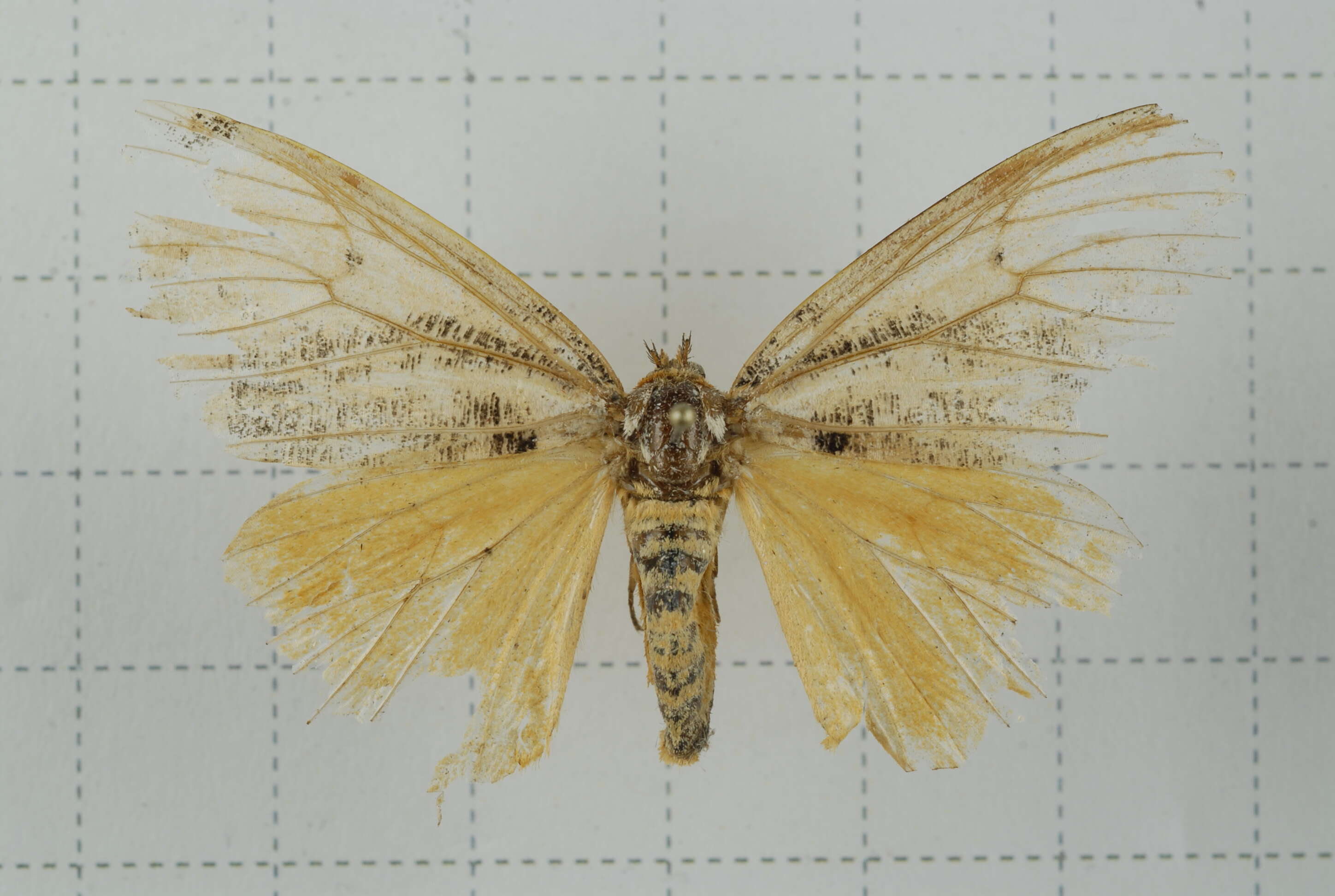 Image of Locharna strigipennis Moore 1879