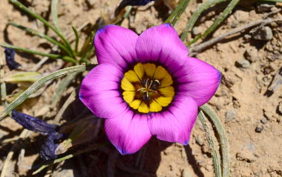 Image of Romulea komsbergensis M. P. de Vos