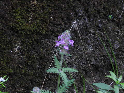 Image of Pedicularis transmorrisonensis Hayata