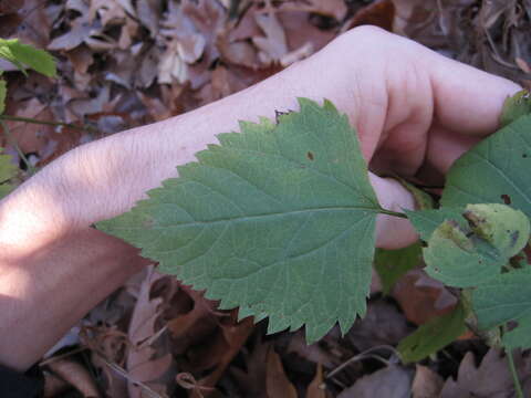 Plancia ëd Ageratina altissima (L.) R. King & H. Rob.