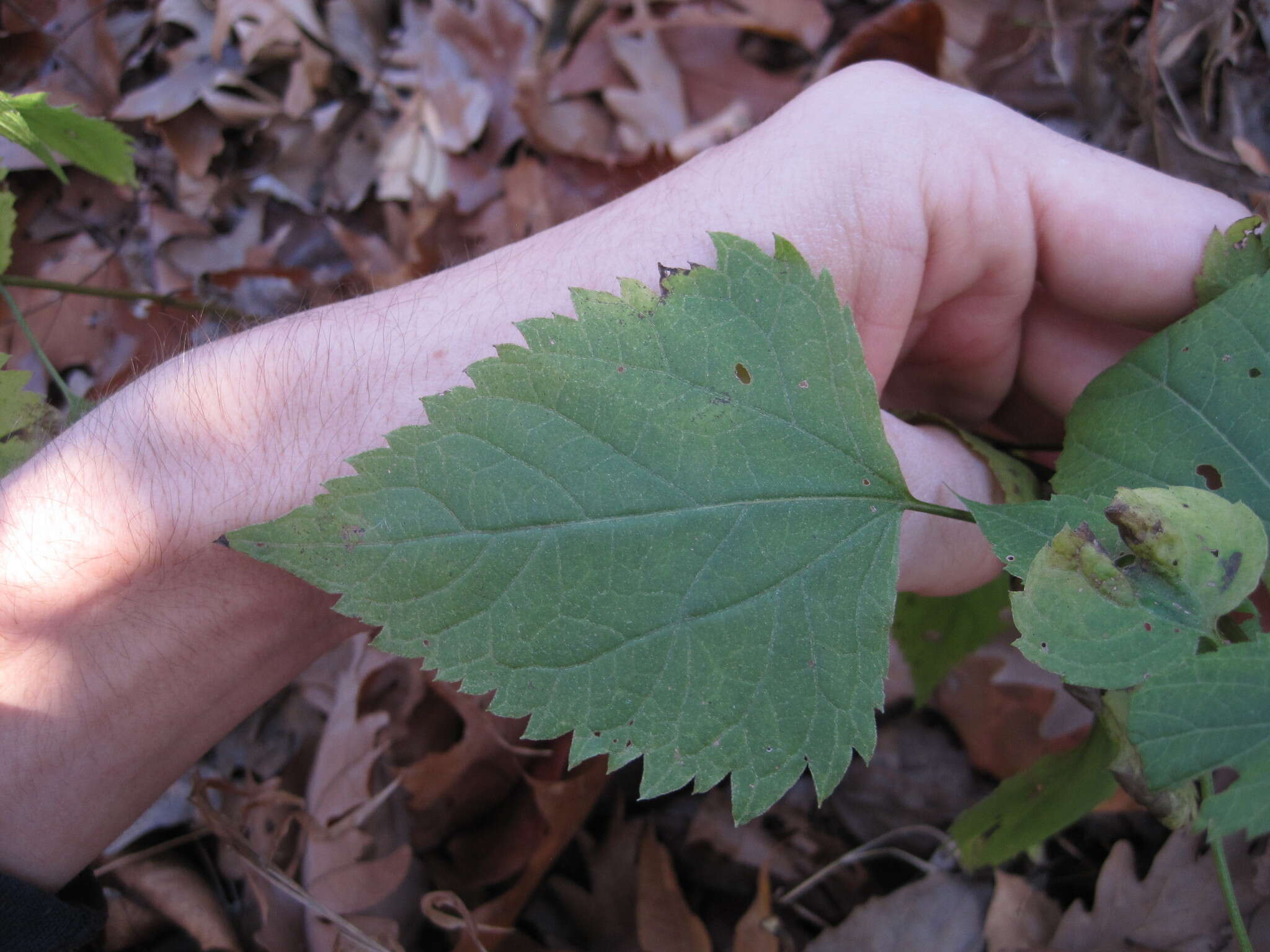 Imagem de Ageratina altissima (L.) R. King & H. Rob.