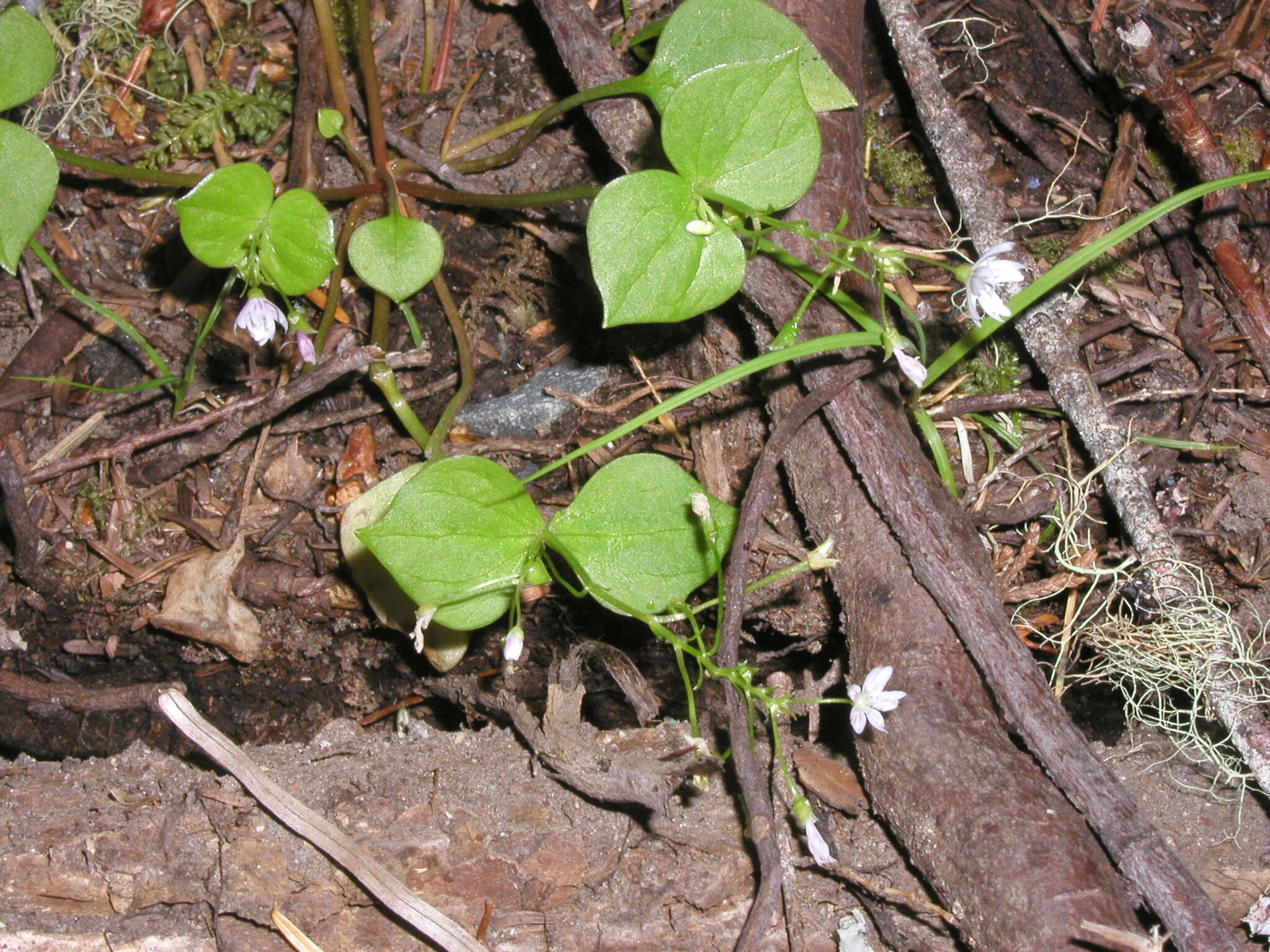 Image of Claytonia sibirica var. sibirica