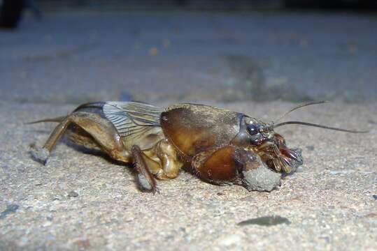 Image of European Mole Cricket