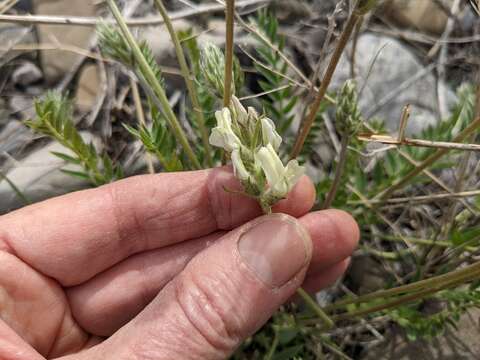 Image of field locoweed