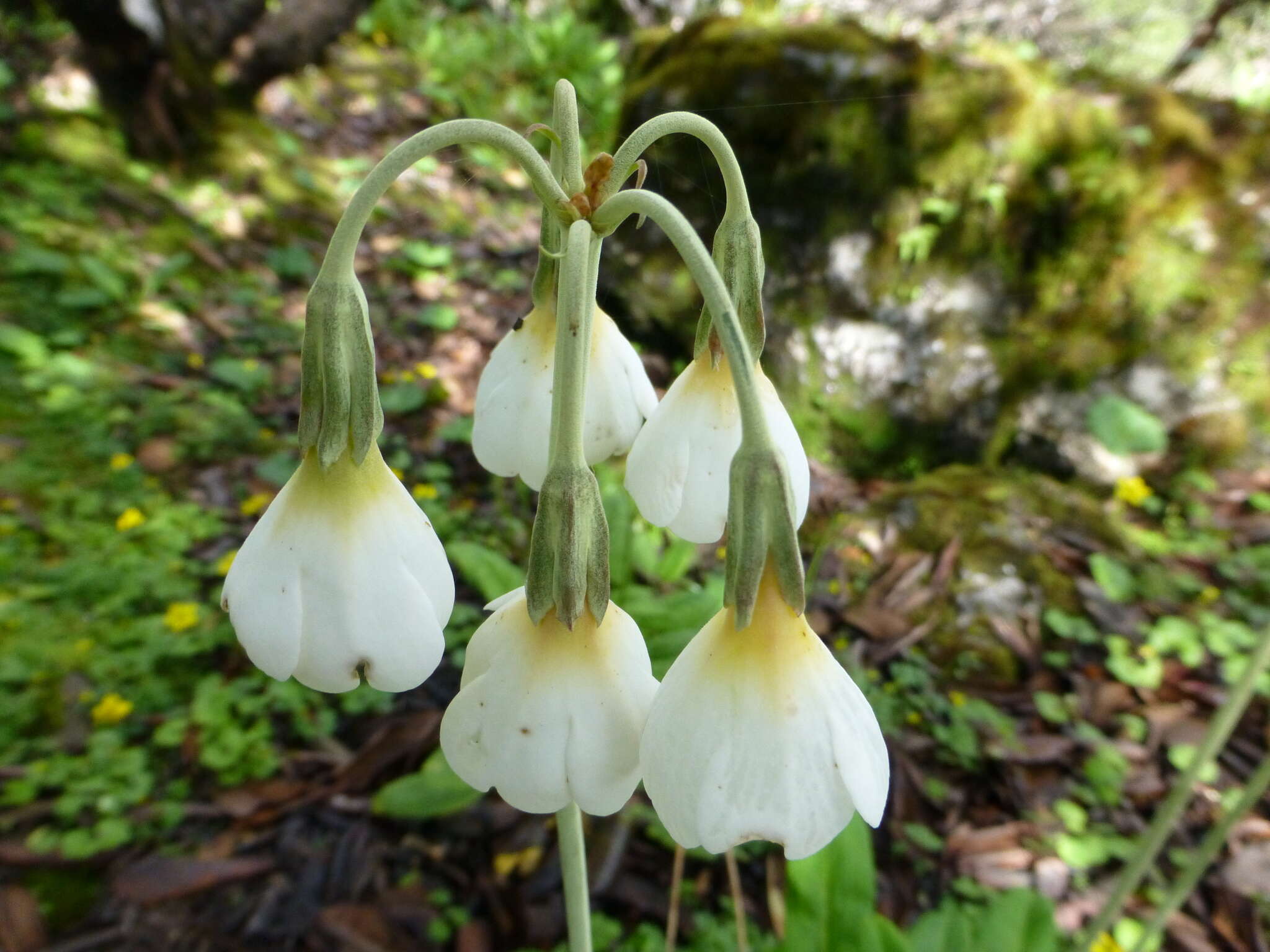 Plancia ëd Primula obliqua W. W. Sm.