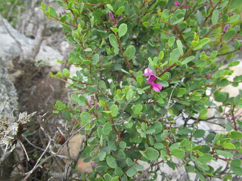 Image of Indigofera denudata Thunb.