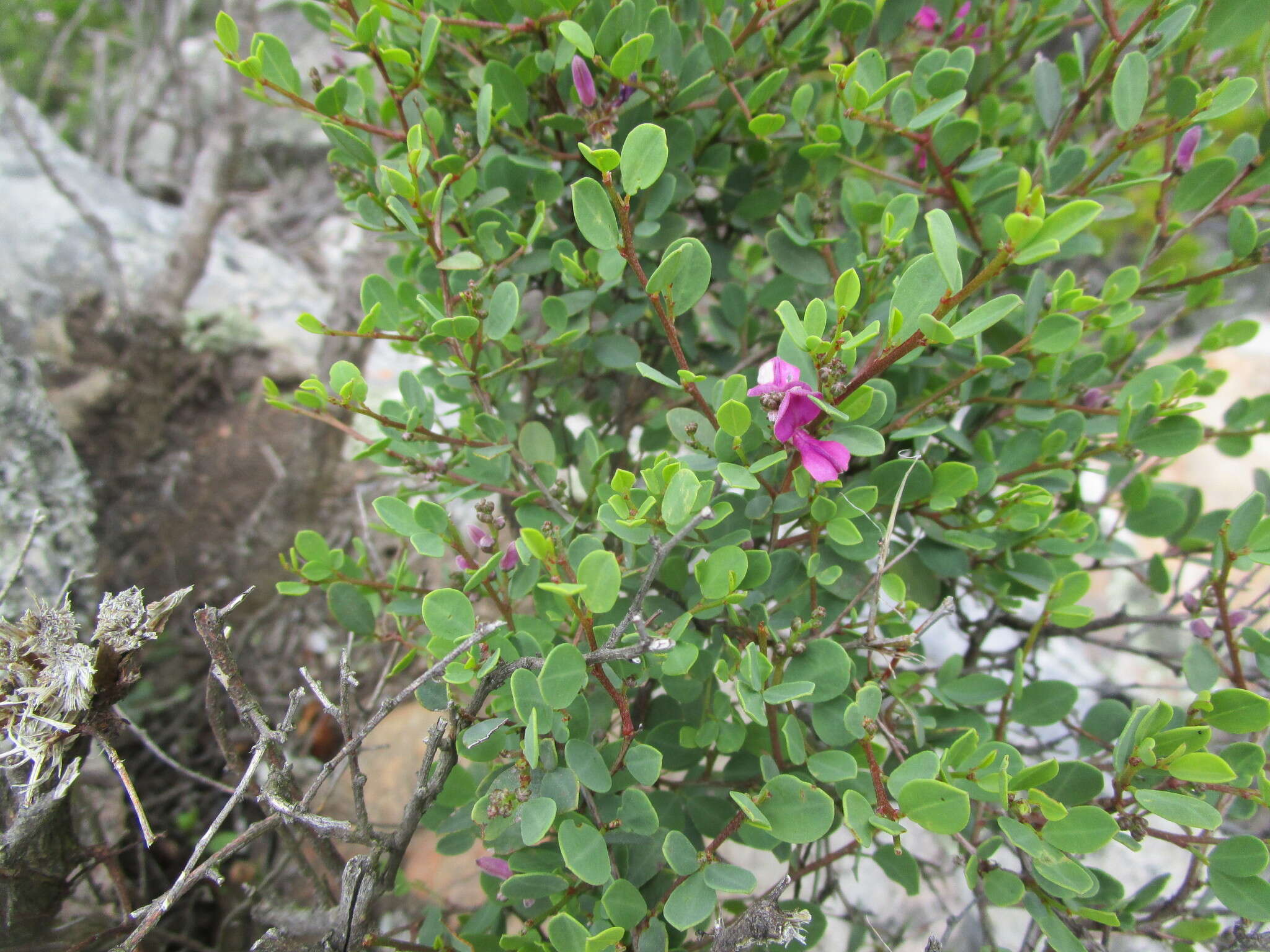 Image de Indigofera denudata Thunb.