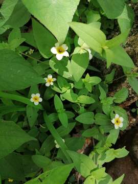 Image de Zinnia flavicoma (DC.) Olorode & A. M. Torres