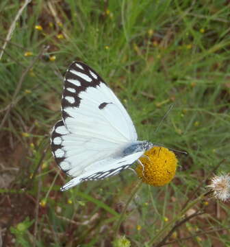 Image of Caper white