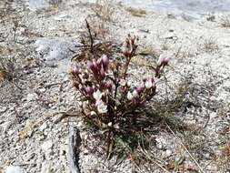 Image of Gentianella serotina (Cockayne) T. N. Ho & S. W. Liu