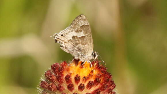 Image of Lacey's Scrub-Hairstreak