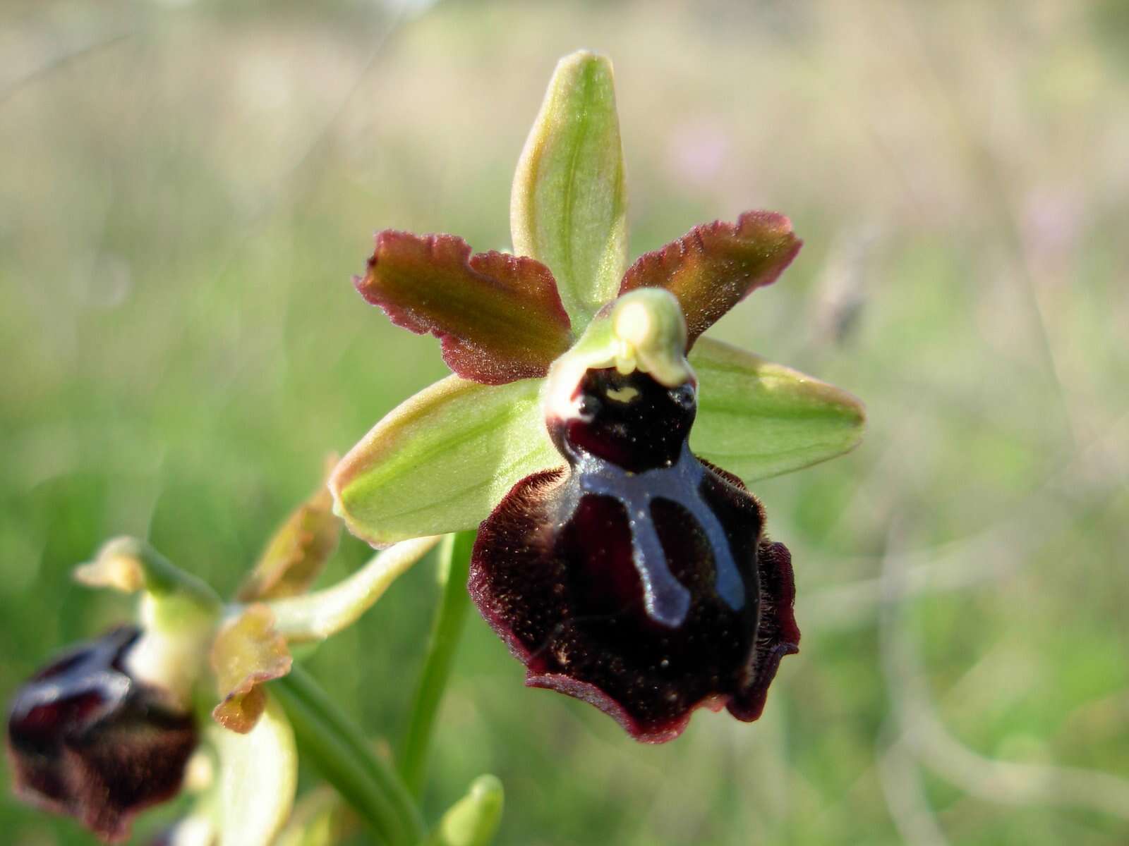 Image of Ophrys sphegodes subsp. passionis (Sennen) Sanz & Nuet