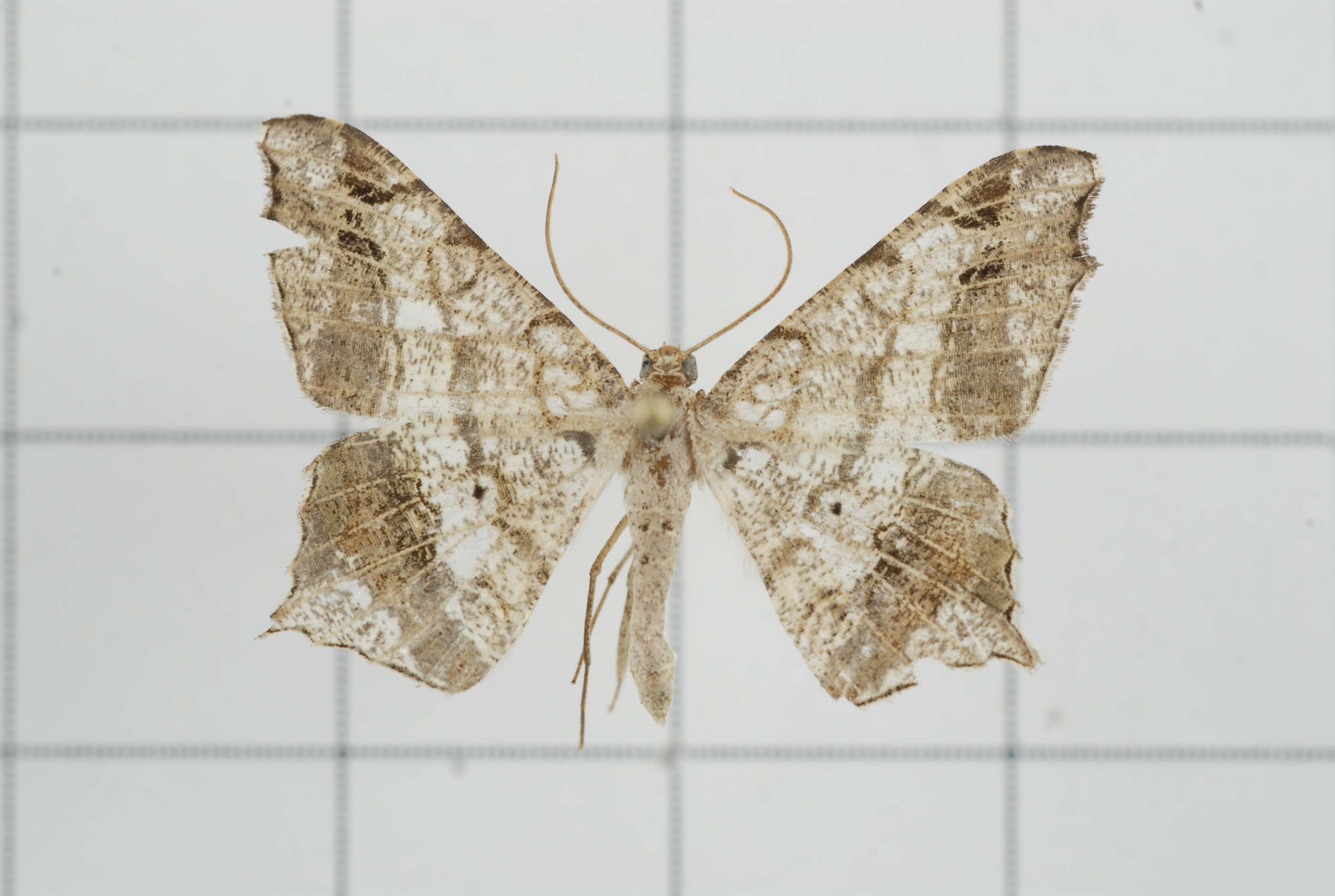 Image of Semiothisa emersaria Walker 1861