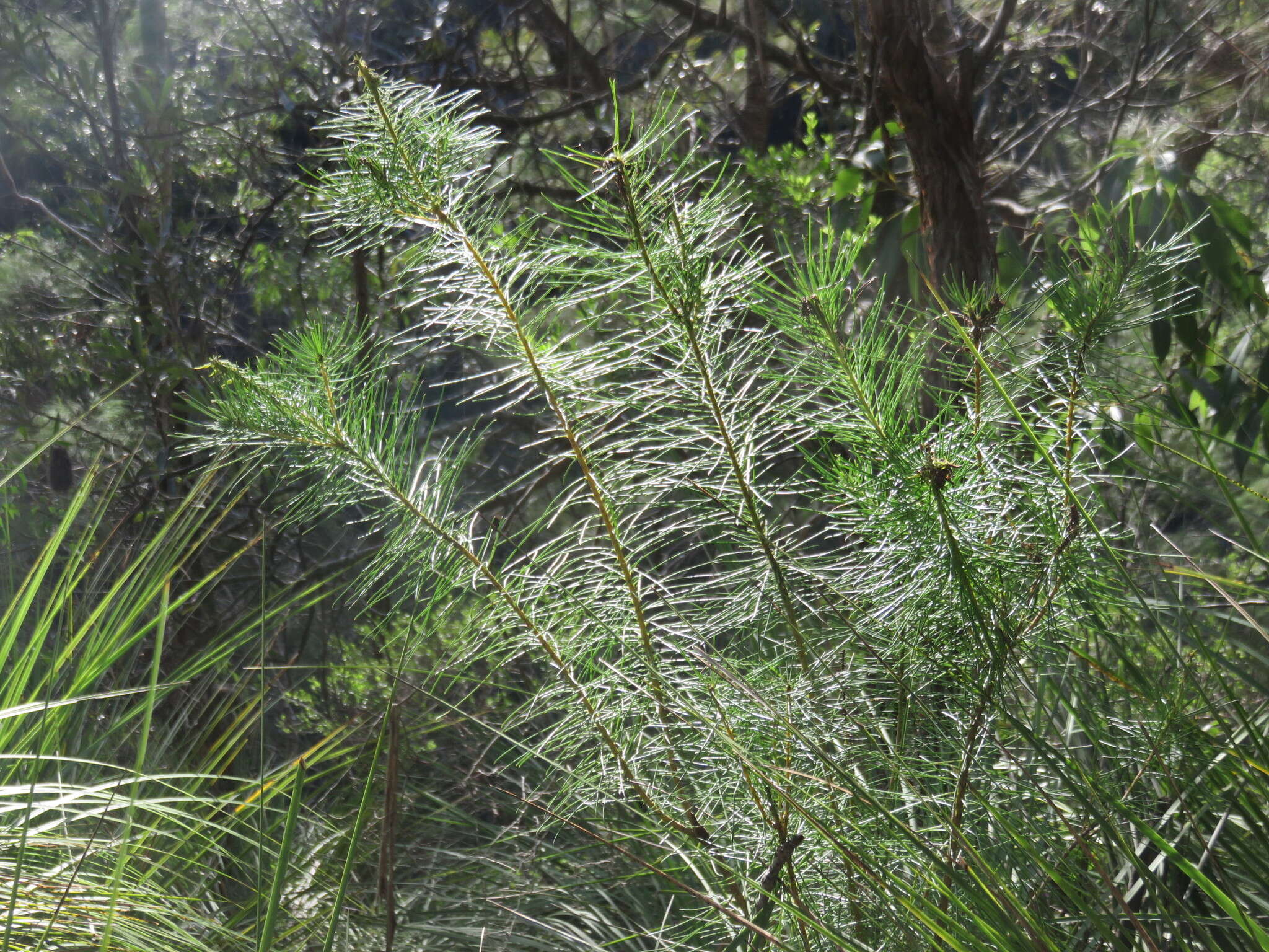 Image of Persoonia pinifolia R. Br.