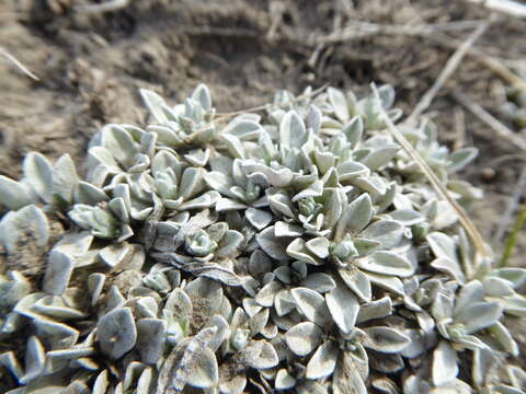 Plancia ëd Antennaria parvifolia Nutt.